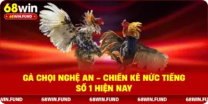 Gà Chọi Nghệ An - Chiến Kê Nức Tiếng Số 1 Hiện Nay