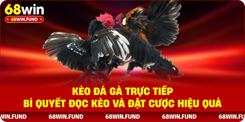 Kèo Đá Gà Trực Tiếp - Bí Quyết Đọc Kèo Và Đặt Cược Hiệu Quả